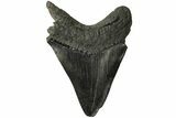 Huge, Fossil Megalodon Tooth - South Carolina #226443-2